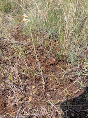 Tulbaghia leucantha