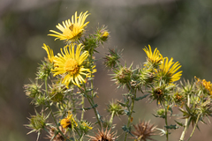 Berkheya bergiana