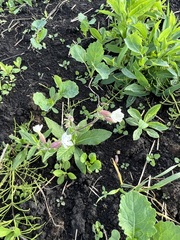 Silene latifolia alba