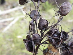 Haemodorum austroqueenslandicum