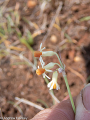 Tulbaghia leucantha