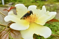 Xylocopa appendiculata circumvolans
