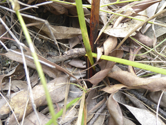 Haemodorum austroqueenslandicum