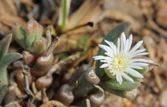 Delosperma herbeum