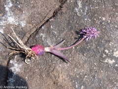 Ledebouria