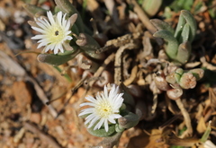 Delosperma herbeum