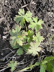 Geranium sibiricum