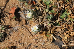 Delosperma herbeum