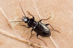 Pterostichus oblongopunctatus