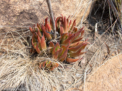 Crassula alba