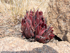 Crassula alba