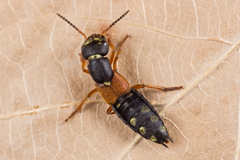 Staphylinus erythropterus