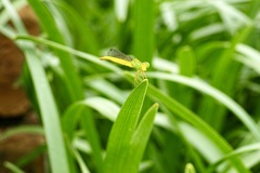 Ceriagrion melanurum