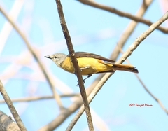 Pericrocotus cinnamomeus