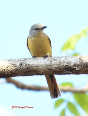 Pericrocotus cinnamomeus