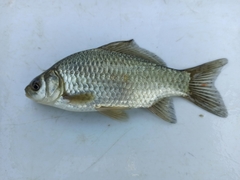 Carassius gibelio