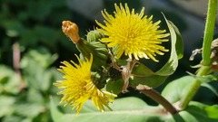 Sonchus oleraceus