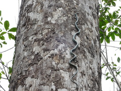 Chrysopelea paradisi