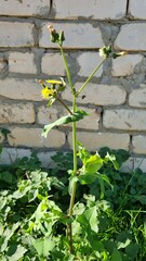 Sonchus oleraceus