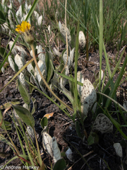 Gerbera viridifolia