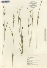 Carex conoidea