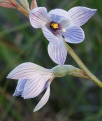 Thelymitra campanulata