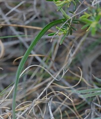 Thelymitra campanulata
