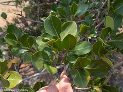 Psydrax obovata elliptica