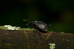 Cychrus caraboides