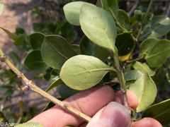 Psydrax obovata elliptica