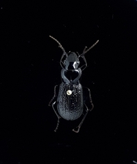 Pterostichus punctatissimus