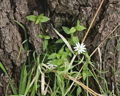 Stellaria flaccida