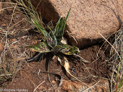 Ledebouria marginata