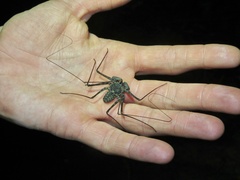 Amblypygi
