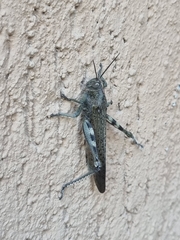 Anacridium aegyptium