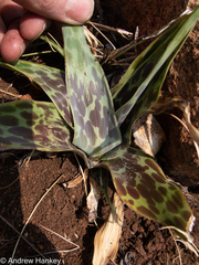 Ledebouria marginata