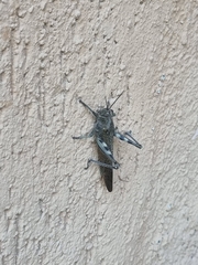 Anacridium aegyptium