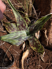 Ledebouria marginata