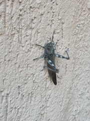 Anacridium aegyptium