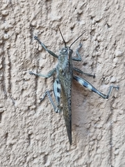 Anacridium aegyptium