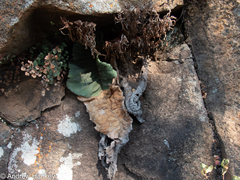 Streptocarpus dunnii