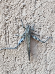 Anacridium aegyptium