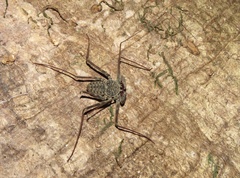 Amblypygi