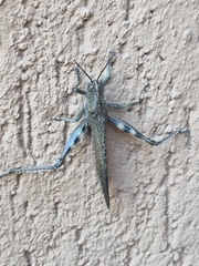 Anacridium aegyptium