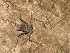 Amblypygi