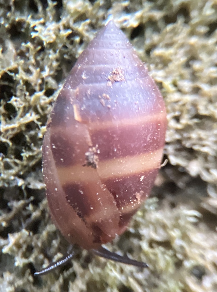 Caribbean Melampus