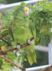Amazona ochrocephala