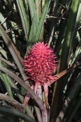 Ananas comosus