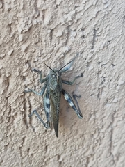 Anacridium aegyptium