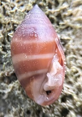 Melampus monile